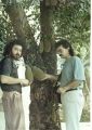 1989 г. Кампучия. Хлебное дерево.jpg